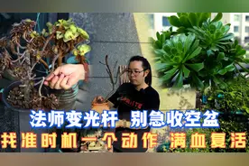 多肉法师变光杆别急着收空盆，天气转凉之后一个动作就能满血复活视频封面