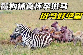怀孕斑马被鬣狗群活吃，过程太残暴，隔着屏幕都感觉疼视频封面