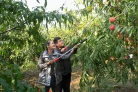 90后小伙带4个孩子摘桃子，10月份才成熟的桃子，简直太好吃了视频封面
