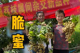 【水果猎人】世界首个荔枝和龙眼杂交新品种：脆蜜！现场品鉴！视频封面
