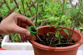 番茄苗出现黄叶？用1杯这种水浇下去，3天就见效