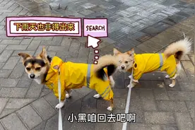 下雨天遛完狗，狗狗却死活不愿回家，主人气得想把狗扔了不要了！