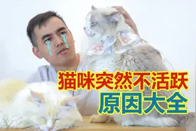 猫咪哪有那么容易生病 喵星人突然不活跃原因大全 资深铲屎官总结