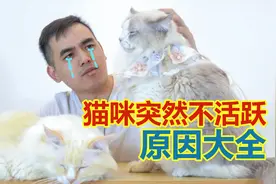 猫咪哪有那么容易生病 喵星人突然不活跃原因大全 资深铲屎官总结视频封面