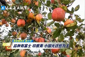 小国光、印度青、红富士 这些苹果总有你爱吃的视频封面
