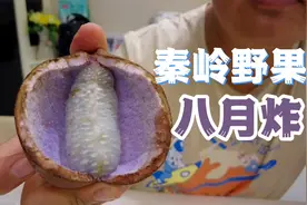 秦岭野果八月炸，内皮紫色漂亮果肉奇特，不胖试吃口感一言难尽