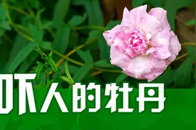 缠枝牡丹又名万寿藤，寓意富贵吉祥，如此漂亮的花为啥不要地栽？视频封面