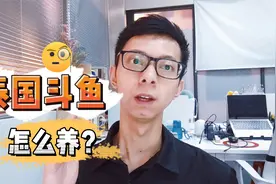 泰国斗鱼怎么养？鱼缸的大小和款式很重要，却被养鱼新手忽略视频封面