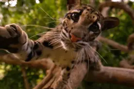 十万大山中有哪些顶级的猛兽？云豹、金钱豹、黑熊上演三强争霸视频封面