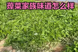 少有人尝试的蔊菜到底什么味道？真如李时珍说的“如火蔊人”吗？视频封面
