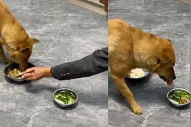 主人试探狗狗夹走一块肉，狗子见状叼来更大块肉给主人：太懂事了视频封面