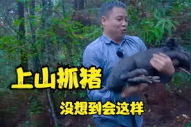 养殖场的猪跑了，小伙上山去寻找，方法太牛了视频封面