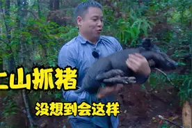 养殖场的猪跑了，小伙上山去寻找，方法太牛了视频封面