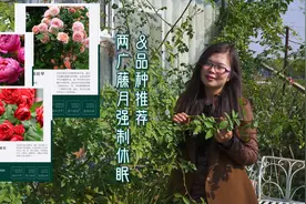【屋檐园艺课堂】两广藤月强制休眠及无需春化品种推荐