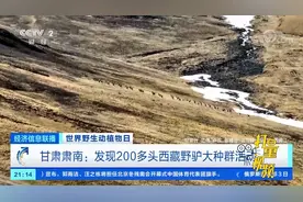 甘肃肃南：发现200多头西藏野驴大种群活动|经济信息联播视频封面