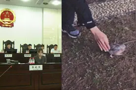 男子楼顶诱捕野生斑鸠被起诉，疫情期间蒸熟给父亲食用视频封面