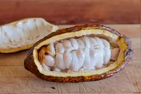 巧克力的原料可可果，原来它还可以这样吃，涨见识了