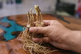 阳台能种有机韭菜吗？园艺师教你，买回韭菜根，超简单新手都能种视频封面