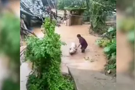 云南4地大暴雨，房屋淹的只剩顶，村民蹚齐腰深洪水救猪视频封面