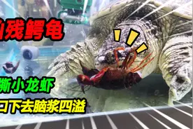 凶残鳄龟生撕铁甲小龙虾，一口下去脑黄四溢，差点被龙虾绝地反杀视频封面