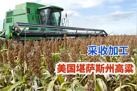 美国农民采收堪萨斯州高粱，机械车收割万亩成吨出口视频封面