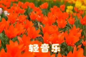 毛泽东诗词：携来百侣曾游，忆往昔峥嵘岁月稠。《沁园春·长沙》视频封面