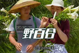 野百合也全身都是宝，花用来欣赏，根拿来炒腊肉吃。味道还不错哦视频封面