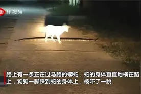 注意脚下！美国一只狗狗走路时不慎踩到过马路的蟒蛇视频封面