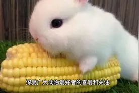 动物百科·兔子（rabbit）视频封面