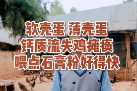 软壳蛋 薄壳蛋，钙质流失鸡瘫痪，站立不起，喂点石膏粉好得快视频封面
