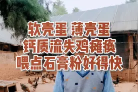 软壳蛋 薄壳蛋，钙质流失鸡瘫痪，站立不起，喂点石膏粉好得快视频封面