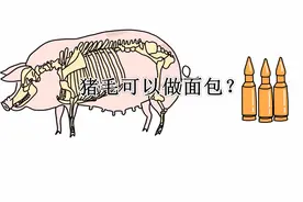 猪毛可以做面包？视频封面