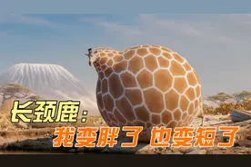 短片：假如动物都变胖，会发生什么有趣的事？看完让你从头笑到尾视频封面