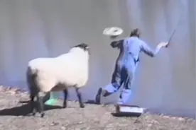 羊撞倒主人后还穷追不舍，这反常举动的背后到底是怎样的恩怨情仇视频封面