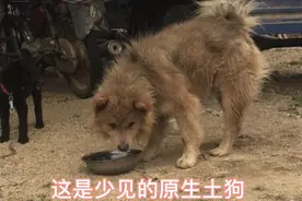 在广东淳朴的山村，会常看到一种奇怪的土狗，这正是原生土松犬