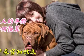 狗与人的年龄如何换算？不同犬种有着不同的计算方式视频封面