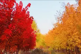 离别的秋天，红黄搭配完美组合，美不胜收