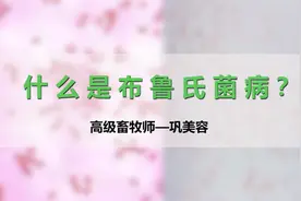 什么是布鲁氏菌病？容易发病，是因为很多人都轻视了！视频封面