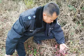 治跌打损伤的积雪草，霜打过后变得更好看了，摘一点以备不时之需