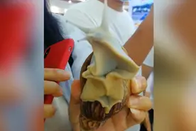 驻马店驻村“蜗牛书记”直播带货被“围攻”，鸡蛋大蜗牛萌化众人视频封面