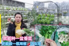 种植香菜错过时间就很难出芽 用现成的香菜根种最简单省事视频封面