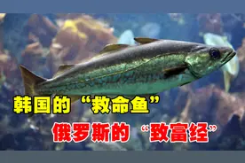 韩国的“救命鱼”明太鱼，不仅成俄罗斯致富经，我国也从中获利？