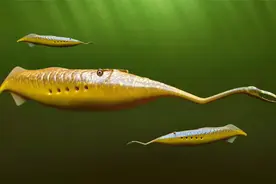 塔利怪物竟然富含蛋白质！？它们是什么动物？【史前快讯】