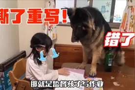 德牧监督小主人写作业，像“小老师”一样，为了孩子操碎了心视频封面