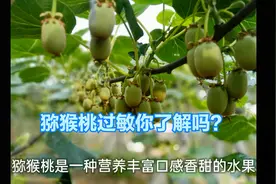 你不知道的猕猴桃过敏现象视频封面