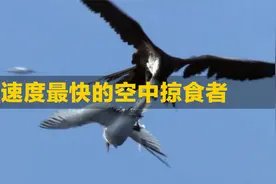 世界上飞行速度最快的鸟，却总是喜欢抢夺其他海鸟口中的食物视频封面