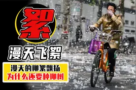 柳絮那么烦人，还有人点柳絮蹲号子，我们为什么还要种柳树？