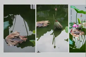 CameraRaw第334讲：画意摄影表现技巧（56）两片合成做创意视频封面