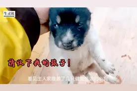 母爱的伟大！流浪狗挨家挨户送孩子，背后原因让人动容视频封面