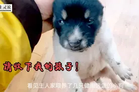 母爱的伟大！流浪狗挨家挨户送孩子，背后原因让人动容视频封面